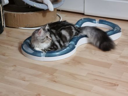 Maine coon abzugeben