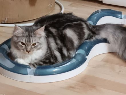 Maine coon abzugeben