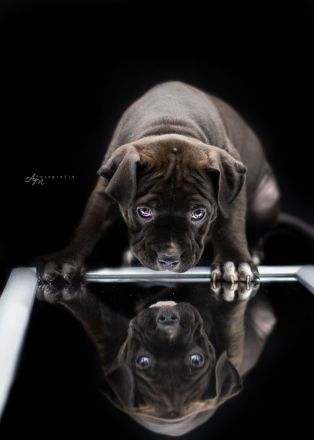 American Bully Welpen