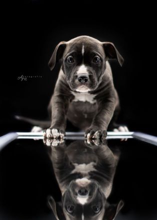American Bully Welpen