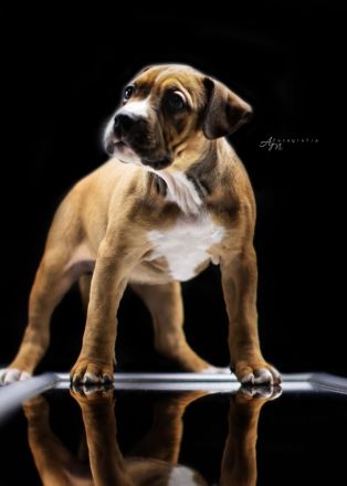 American Bully Welpen