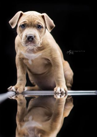 American Bully Welpen