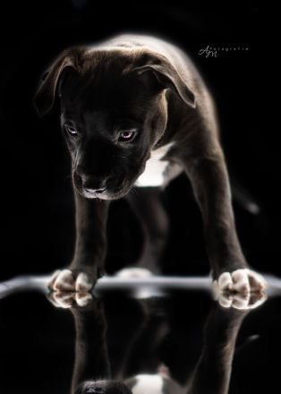 American Bully Welpen