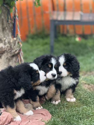 Bernerzucht vom Nierszug