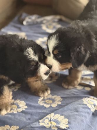 Bernerzucht vom Nierszug