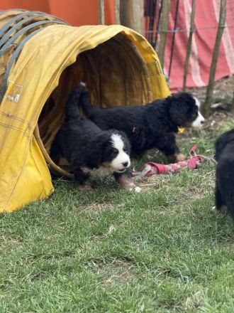 Bernerzucht vom Nierszug