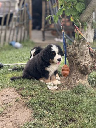 Bernerzucht vom Nierszug