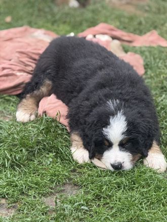Bernerzucht vom Nierszug