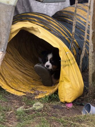 Bernerzucht vom Nierszug