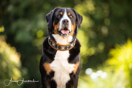 Grosser Schweizer Sennenhund, reinrassiger, gekörter Deckrüde