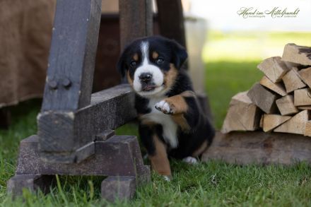 Grosser Schweizer Sennenhund, reinrassiger, gekörter Deckrüde