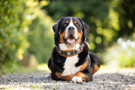 Grosser Schweizer Sennenhund, reinrassiger, gekörter Deckrüde