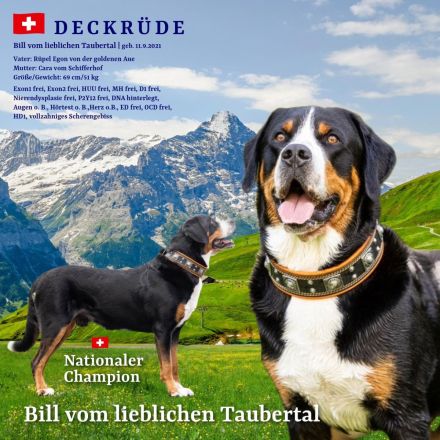 Grosser Schweizer Sennenhund, reinrassiger, gekörter Deckrüde