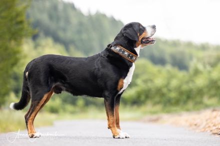 Grosser Schweizer Sennenhund, reinrassiger, gekörter Deckrüde