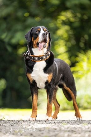 Grosser Schweizer Sennenhund, reinrassiger, gekörter Deckrüde