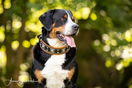 Grosser Schweizer Sennenhund, reinrassiger, gekörter Deckrüde