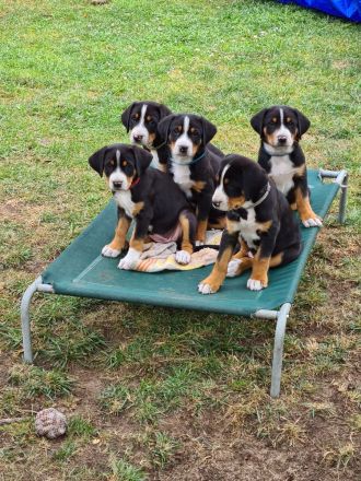 Grosser Schweizer Sennenhund, reinrassiger, gekörter Deckrüde