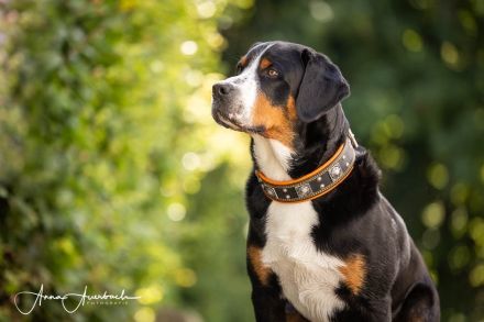 Grosser Schweizer Sennenhund, reinrassiger, gekörter Deckrüde