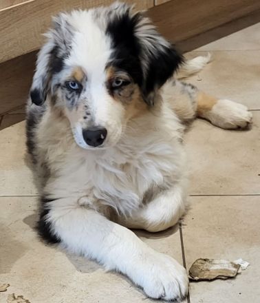 Golden-Collie-Australian Shepherd Welpe