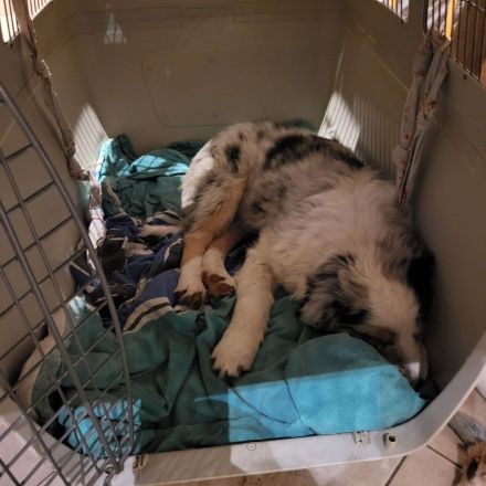 Golden-Collie-Australian Shepherd Welpe