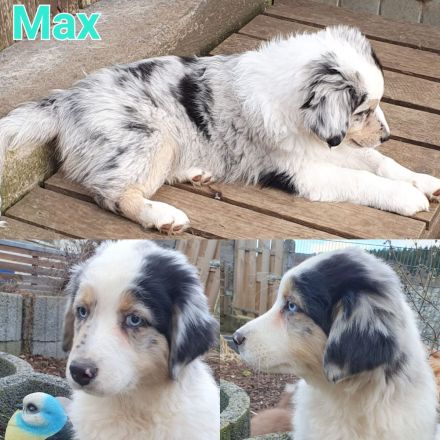 Golden-Collie-Australian Shepherd Welpe