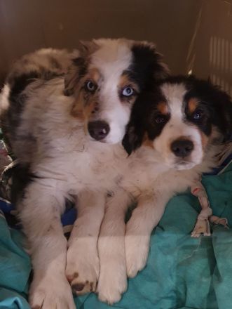 Golden-Collie-Australian Shepherd Welpe