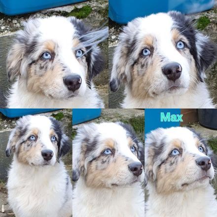 Golden-Collie-Australian Shepherd Welpe