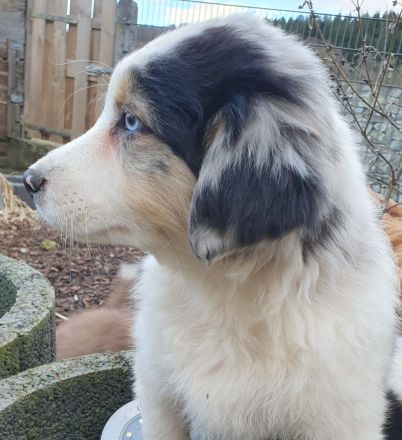 Golden-Collie-Australian Shepherd Welpe