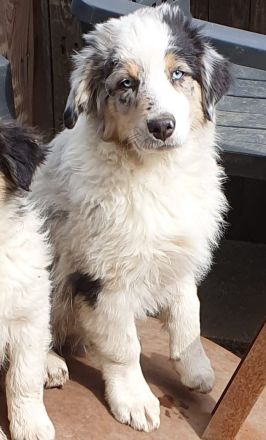 Golden-Collie-Australian Shepherd Welpe