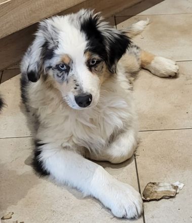 Golden-Collie-Australian Shepherd Welpe