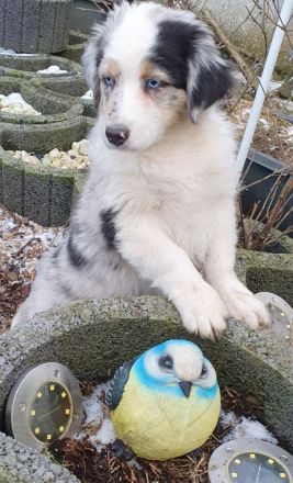 Golden-Collie-Australian Shepherd Welpe