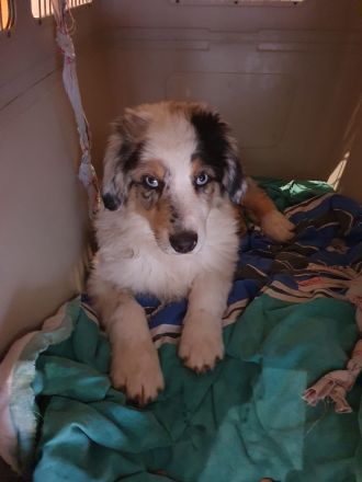 Golden-Collie-Australian Shepherd Welpe