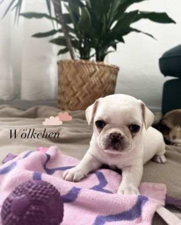 Wurf 20.03.23 ,,Frops"