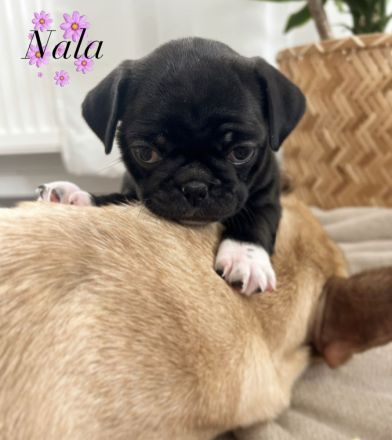 Wurf 20.03.23 ,,Frops"