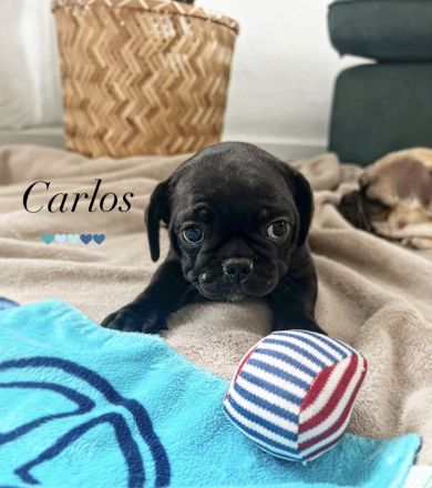 Wurf 20.03.23 ,,Frops"