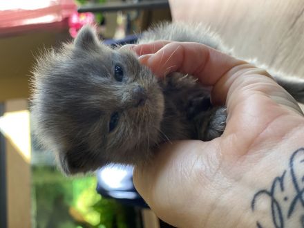 Maine Coone Perser Mix Kitten