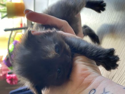 Maine Coone Perser Mix Kitten