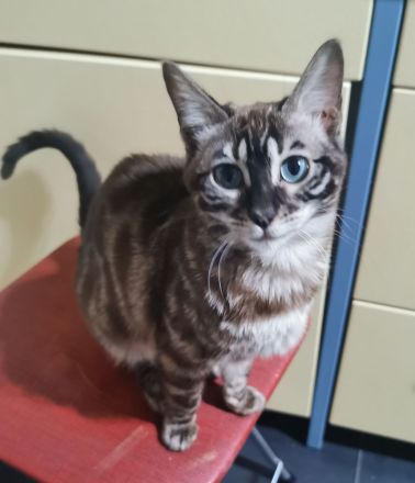 Bengal Junge mit Stammbaum kastriert