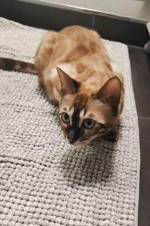 Bengal Junge mit Stammbaum kastriert