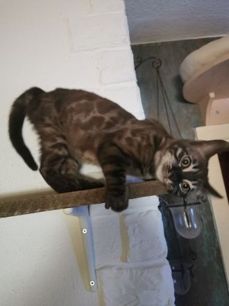 Bengal Junge mit Stammbaum kastriert