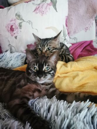 Bengal Junge mit Stammbaum kastriert