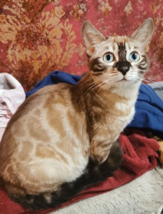 Bengal Junge mit Stammbaum kastriert