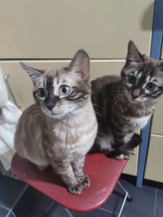 Bengal Junge mit Stammbaum kastriert