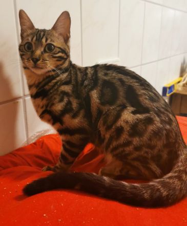 Bengal Junge mit Stammbaum kastriert