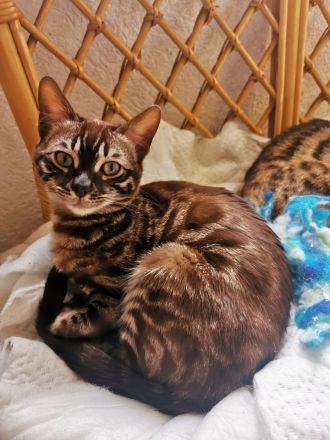 Bengal Junge mit Stammbaum kastriert