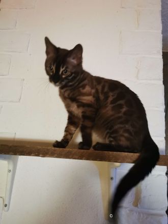 Bengal Junge mit Stammbaum kastriert