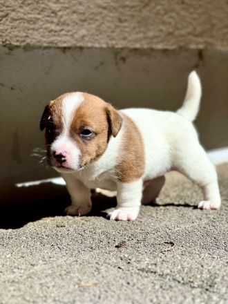 Jack Russell Terrier