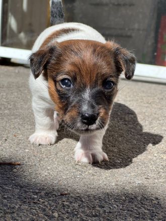 Jack Russell Terrier