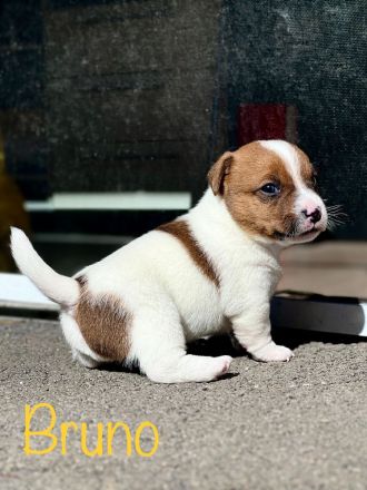 Jack Russell Terrier
