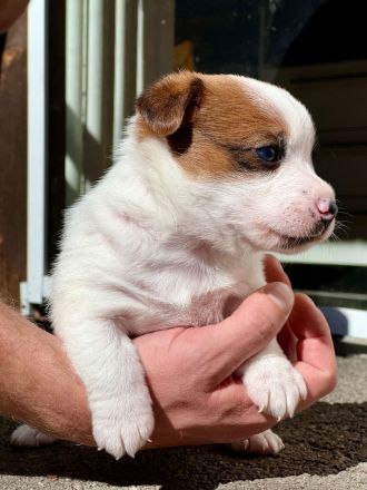 Jack Russell Terrier